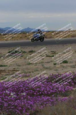 media/Jan-14-2023-SoCal Trackdays (Sat) [[497694156f]]/Turn 14 Exit Bloomig (145pm)/